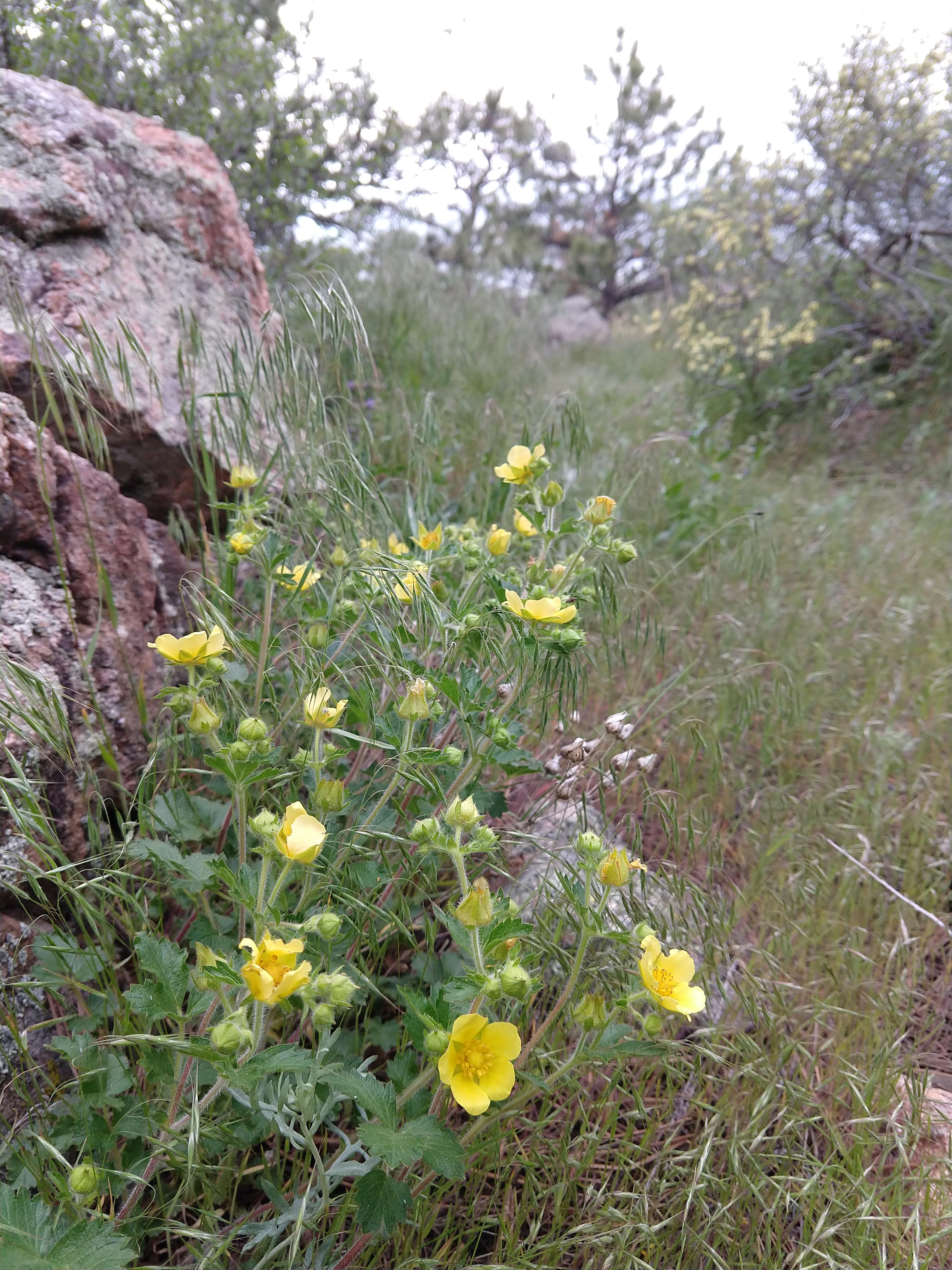 Wildflowers in Lory State Park, Colorado.